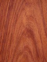 Palissandre des indes. Bois. Cliquer pour agrandir l'image.