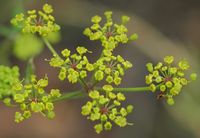 Panais cultivé. Ombelle, Côtes de Clermont. Cliquer pour agrandir l'image.