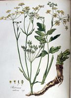Panais cultivé. Planche d'identification Flora batava. Cliquer pour agrandir l'image.