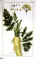Panais cultivé. Planche d'identification krauss. Cliquer pour agrandir l'image.