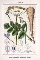 Panais cultivé. Planche d'identification Sturm. Cliquer pour agrandir l'image.