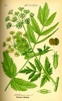 Panais cultivé. Planche d'identification Thomé. Cliquer pour agrandir l'image.