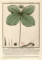 Parisette à quatre feuilles. Planche d'identification. Cliquer pour agrandir l'image.