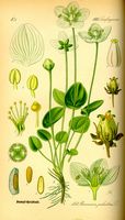 Parnassie des marais. Planche d'identification. Cliquer pour agrandir l'image.