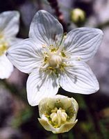 Parnassie des marais. Fleur. Cliquer pour agrandir l'image.