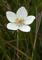 Parnassie des marais. Fleur. Cliquer pour agrandir l'image.