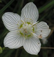 Parnassie des marais. Fleur. Cliquer pour agrandir l'image.