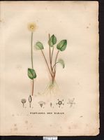 Parnassie des marais. Planche d'identification Saint-hilaire. Cliquer pour agrandir l'image.