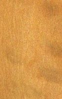 Pau amarello. Bois en coupe longitudinale. Cliquer pour agrandir l'image.