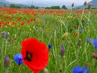 Pavot coquelicot. Cliquer pour agrandir l'image.