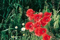 Pavot coquelicot. Cliquer pour agrandir l'image.