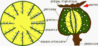 Pavot coquelicot. Dessin du fruit. Cliquer pour agrandir l'image.
