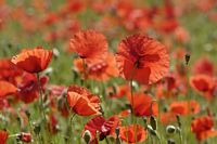Pavot coquelicot. Peuplement. Cliquer pour agrandir l'image.