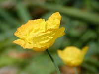 Pavot jaune. Cliquer pour agrandir l'image.