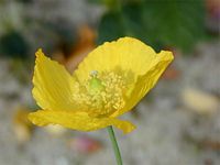 Pavot jaune. Cliquer pour agrandir l'image.