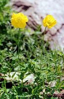Pavot jaune. Cliquer pour agrandir l'image.