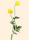Pavot jaune. Dessin de la plante. Cliquer pour agrandir l'image.