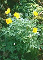 Pavot jaune. Cliquer pour agrandir l'image.