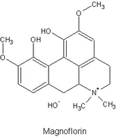 Pavot jaune. Formule magnoflorine. Cliquer pour agrandir l'image.