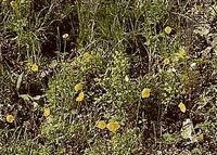 Pavot jaune. Cliquer pour agrandir l'image.