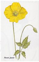 Pavot jaune. Cliquer pour agrandir l'image.