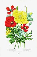 Pavots. Dessin. Cliquer pour agrandir l'image.