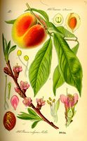 Pêcher commun. Planche d'identification. Cliquer pour agrandir l'image.