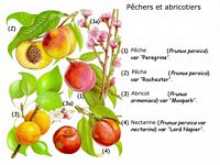 Pechers et abricotiers. Planches d'identification. Cliquer pour agrandir l'image.