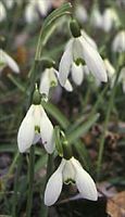 Perce-neige. Cliquer pour agrandir l'image.