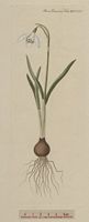 Perce-neige. Planche d'identification. Cliquer pour agrandir l'image.