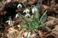 Perce-neige, A Ceyssat. Cliquer pour agrandir l'image.