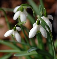 Perce-neige, A Ceyssat. Cliquer pour agrandir l'image.