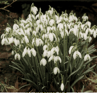 Perce-neige. Cliquer pour agrandir l'image.