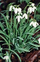 Perce-neige. Cliquer pour agrandir l'image.