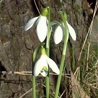 Perce-neige, Fleur. Cliquer pour agrandir l'image.