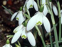 Perce-neige, Fleur. Cliquer pour agrandir l'image.