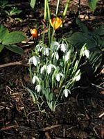 Perce-neige, Plantes. Cliquer pour agrandir l'image.