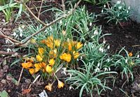 Perce-neige, Avec crocus. Cliquer pour agrandir l'image.