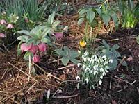 Perce-neige, Avec hellebores. Cliquer pour agrandir l'image.