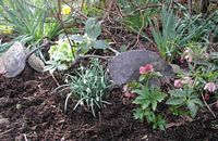 Perce-neige, Avec hellebores. Cliquer pour agrandir l'image.