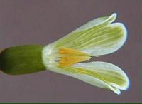 Perce-neige, Fleur en coupe. Cliquer pour agrandir l'image.
