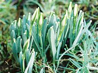 Perce-neige. Cliquer pour agrandir l'image.