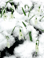 Perce-neige. Cliquer pour agrandir l'image.