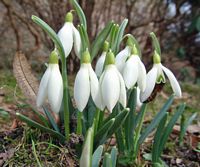 Perce-neige. Cliquer pour agrandir l'image.
