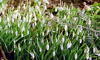 Perce-neige. Cliquer pour agrandir l'image.