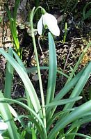 Perce-neige. Cliquer pour agrandir l'image.