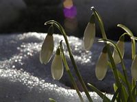 Perce-neige. Cliquer pour agrandir l'image.