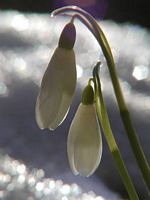 Perce-neige. Cliquer pour agrandir l'image.