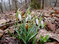 Perce-neige. Cliquer pour agrandir l'image.