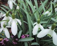 Perce-neige. Cliquer pour agrandir l'image.